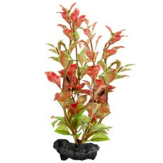 Ludwigia repens ( Red Ludwigia) - rastlina Tetra 30 cm, L