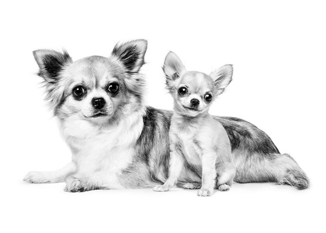 Chihuahua_puppy_02.jpg