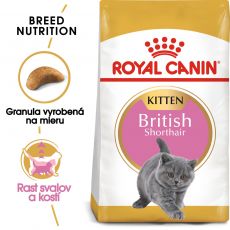 Royal Canin British Shorthair Kitten granule pre britské krátkosrsté mačiatka - 2 kg