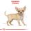 ROYAL CANIN Chihuahua Puppy granule pre šteňa čivavy 1,5 kg